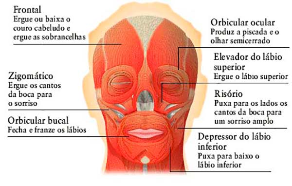 As funções de cada músculo do rosto