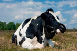 A máscara para vacas que elimina o metano / Zelp
