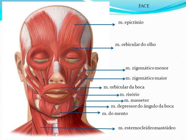 Gráfico mostra os músculos do Rosto