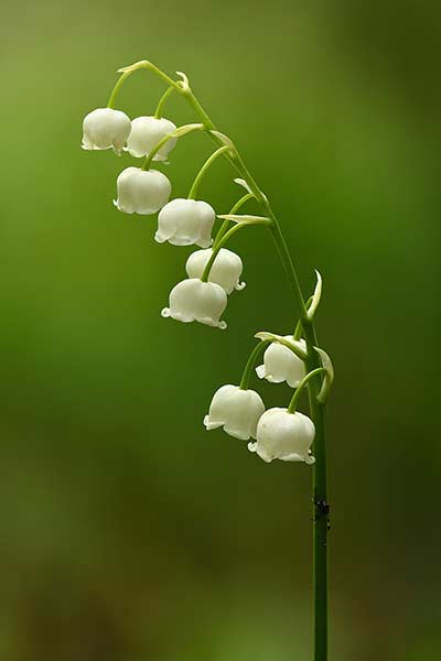 Convallaria majalis © Ivar Leidus /Wikipedia