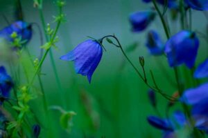 Campanula/ ©Pezibear/Pixabay