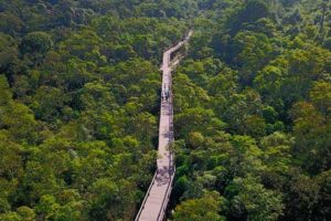 Ponte suspensa Parque Ecológico dos Imigrantes