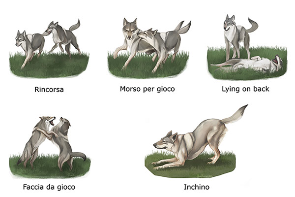 Poses comportamento do cachorro