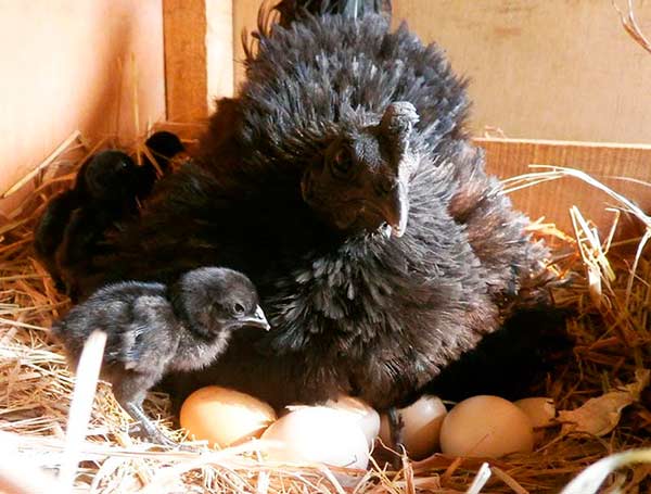 ovos de galinha preta