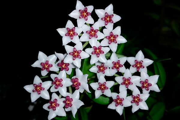 Plante amor, plante Hoya: a Flor de Cera! - greenMe Plante amor, plante Hoya: a Flor de Cera! - greenMe