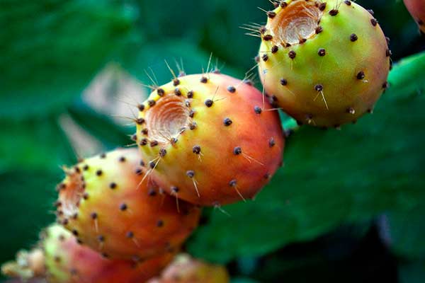 Figueira-da-Índia: usos, benefícios, simbologia e como plantar - greenMe