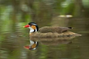 picaparra fêmea (Heliornis fulica)