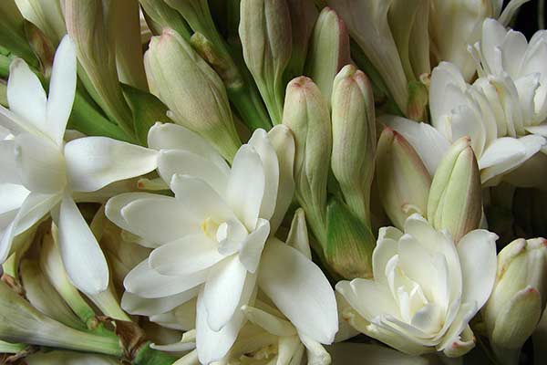 Flor Angélica: significado, simbolismo, usos e benefícios - greenMe