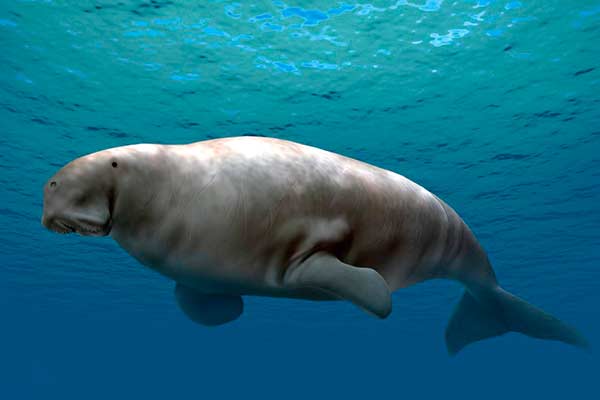 Os dugongos estão declarados "funcionalmente extintos" - greenMe