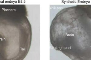 Um embrião natural (à esquerda) e um embrião sintético (à direita) do topo / © Weizmann Institute of Science