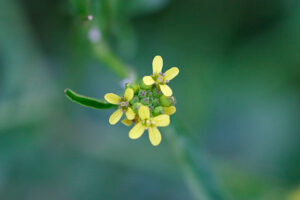 ©Andreas Kammann; Dr. Heike Esch - Sisymbrium officinale/Wikipedia