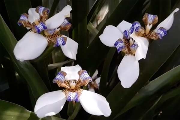 Íris-da-praia: como cultivar essa linda flor brasileira - greenMe