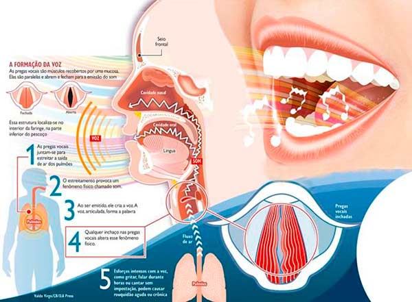 como funcionam as cordas vocais