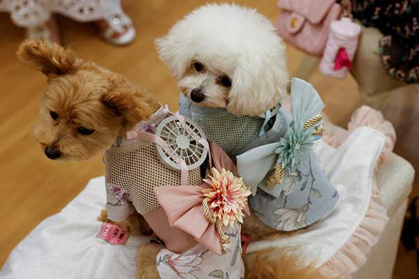 Roupa de pet com ventilador ©Reuters