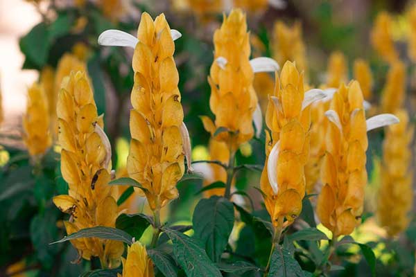 Pachystachys lutea ©Lucas George Wendt/Pexels