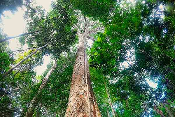 Conheça o angelim-vermelho: a maior árvore da Amazônia - greenMe