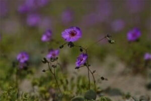 © Flores Atacama/emergentesmedio/Instagram