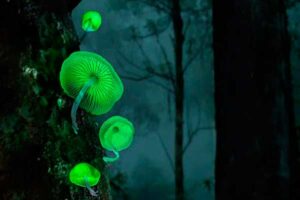 © Fungo bioluminescente - Mycena chlorophos (credits: Callie Chee; Plants and fungi category winner in TNC Photo Contest 2022).