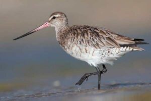 (Limosa lapponica), Taren Point Shorebird Reserve, Nova Gales do Sul, Austrália