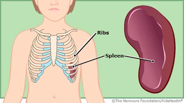 Baço (spleen)