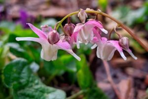 Epimedium