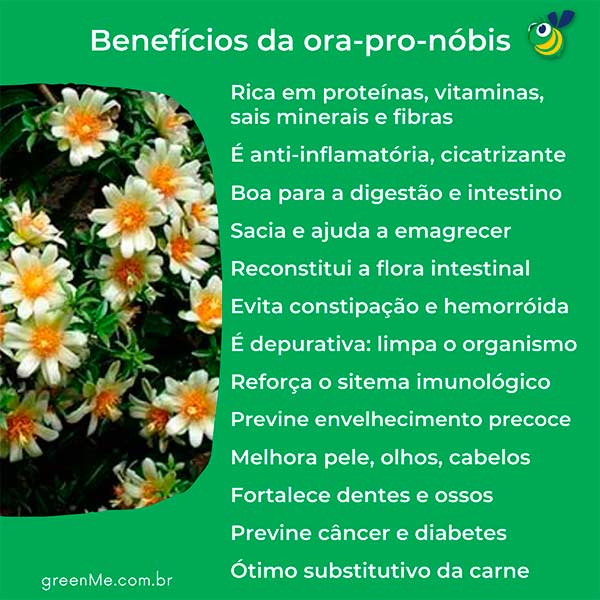 Resumo: Benefícios da ora-pro-nóbis