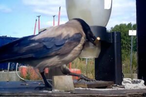 © Corvid Cleaning