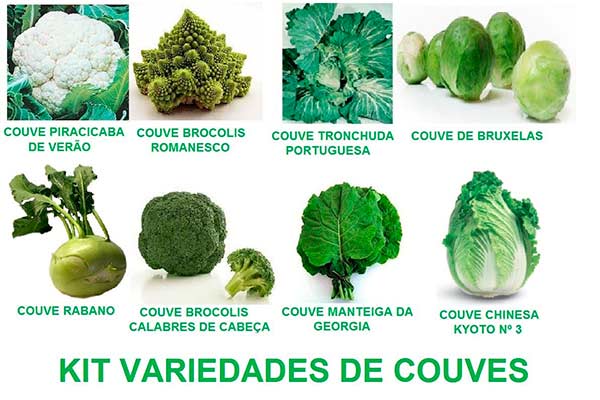 Tipos de Couves 