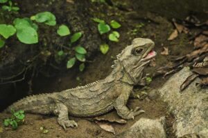 Tuatara ©Sid Mosdell- New Zealand/Wikipedia