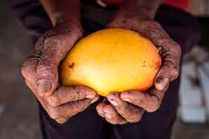 Imagem do documentário Frutas Doces, Vidas Amargas