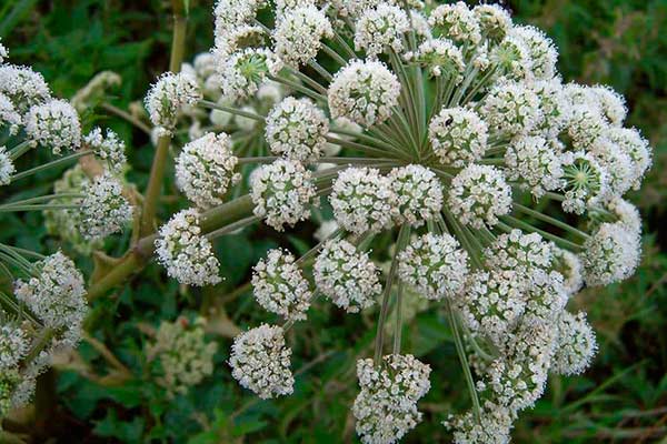 Angélica (Angelica archangelica): planta sagrada da purificação e bem-estar  - greenMe