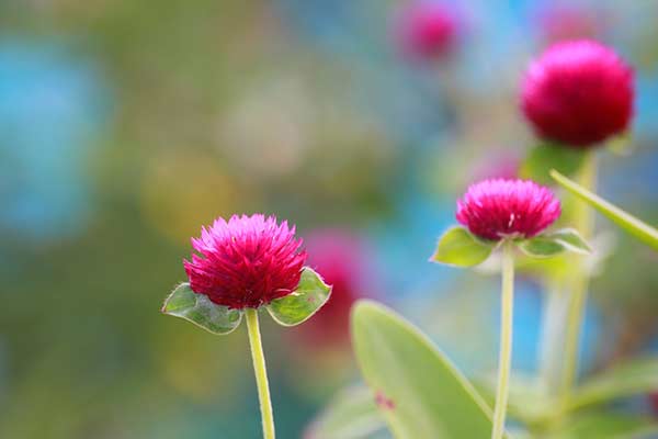 Perpétua - Gomphrena globosa ©Kaidevil / Pixabay