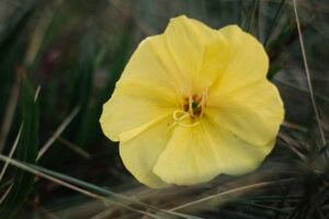 Oenothera biennis © Ellie Burgin/Pexels