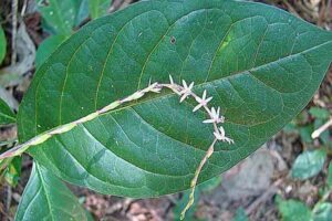 Petiveria alliacea -Dick Culbert © Wikipedia