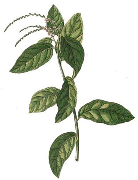 Petiveria aliácea - Ehret © Wikipedia