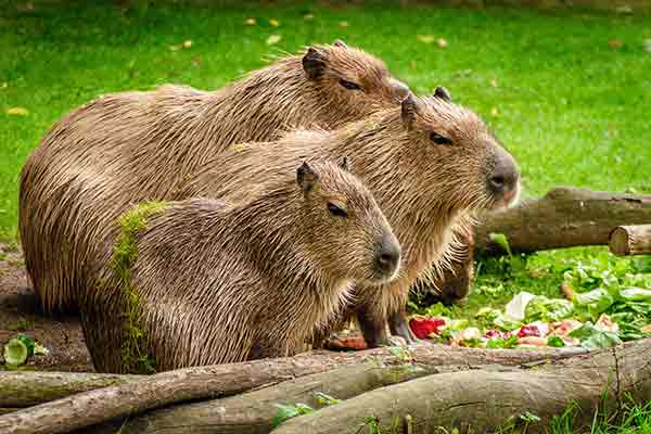 Capivara pode ganhar um emoji graças à persistência de duas