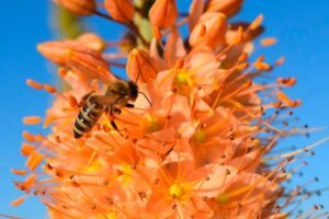 Eremurus robustus © Ulleo/Pixabay