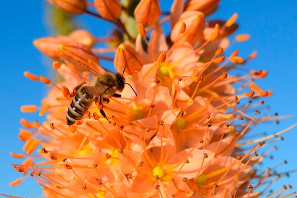 Eremurus robustus © Ulleo/Pixabay