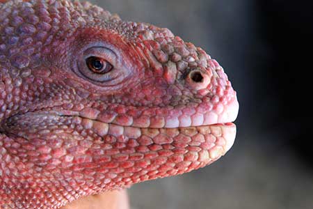 Iguana-rosa ©GNP/Galapagos Conservation