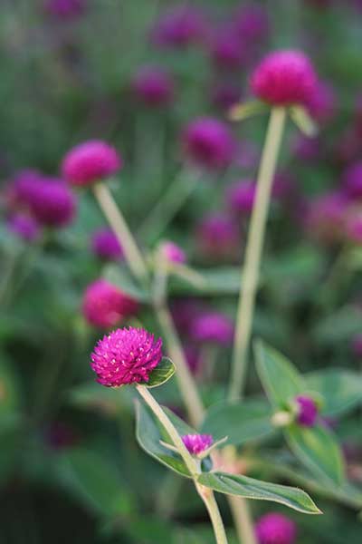 Perpétua - Gomphrena globosa ©NSU MON / Pexels