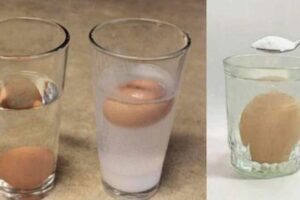 teste do ovo na água © Ohga!