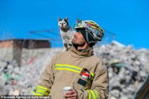 O gato e o bombeiro ©MailOnLine