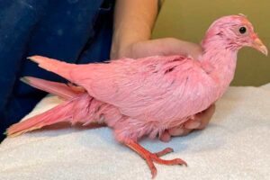 Pombo rosa "Flamingo" salvado em New York. Foto © Wild Bird Fund