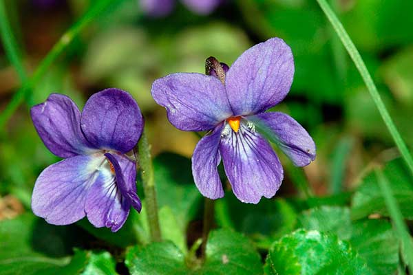 Viola odorata © Fritz Geller-Grimm / Wikipedia