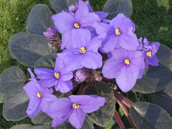 Violeta-africana © Wikipedia