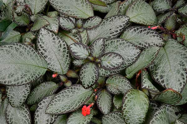 Episcia reptans © Hans Hillewaert/Wikipedia