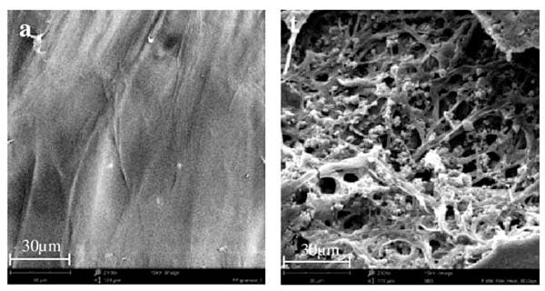 © Samat et al., npj Materials Degradation, 2023