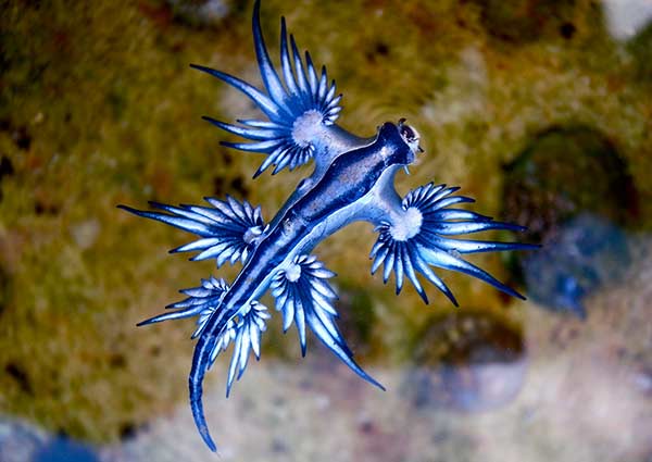 Dragão-azul © Sylke Rohrlach from Sydney / Wikipedia