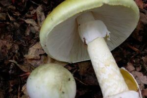 Amanita Phalloides ©Archenzo/Wikipedia