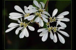 Euphorbia leucocephala/ © Tatiana Gerus/ Wikipedia